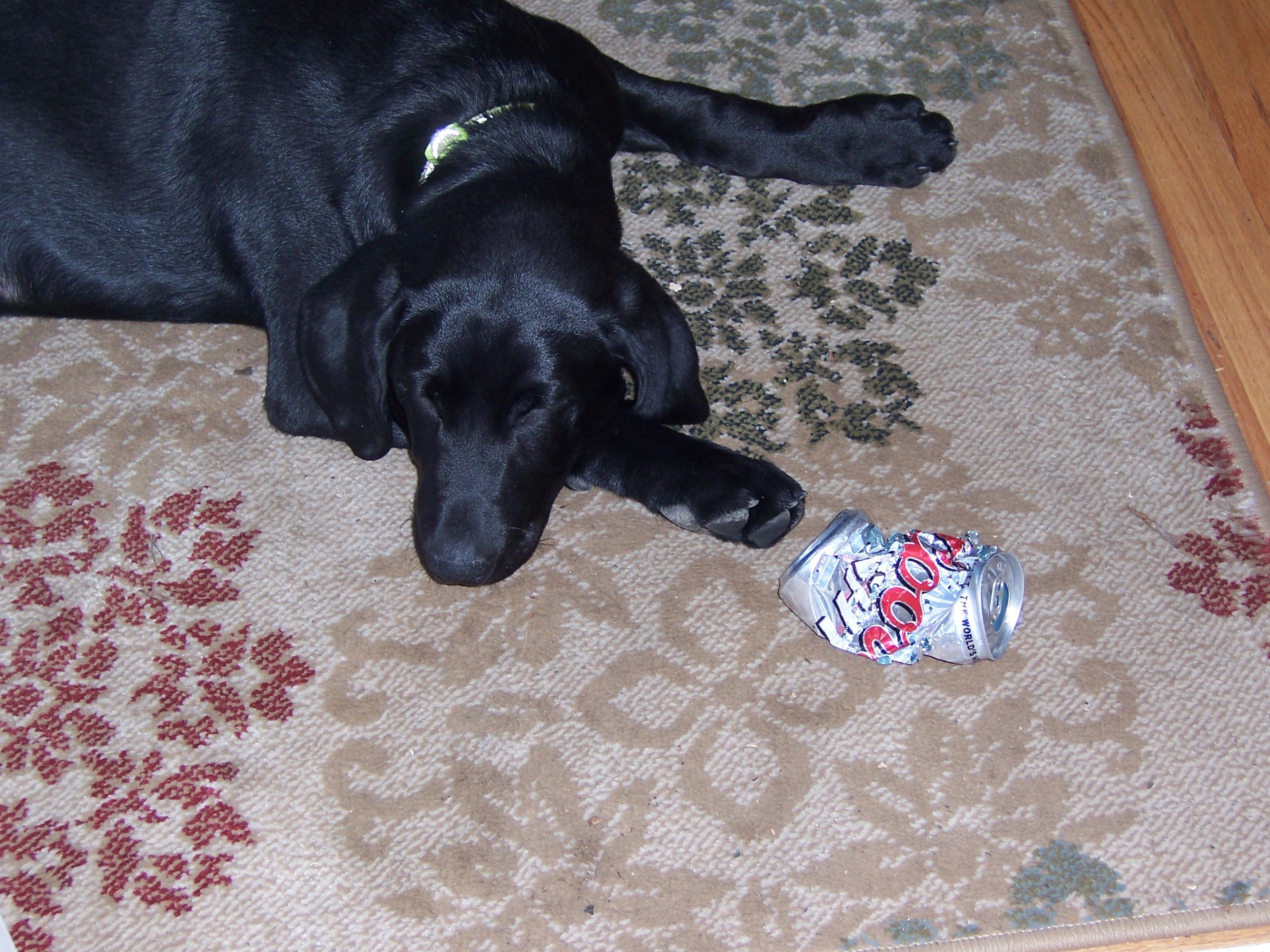 Attached picture Charlie & Coors Light 003.JPG